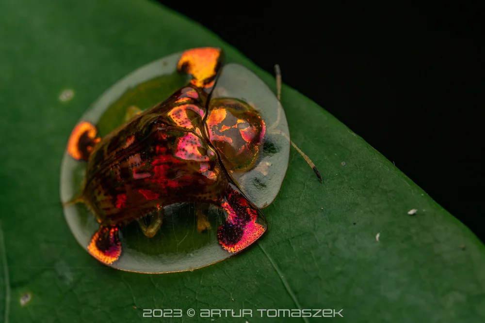 Aspidimorpha sp..jpg