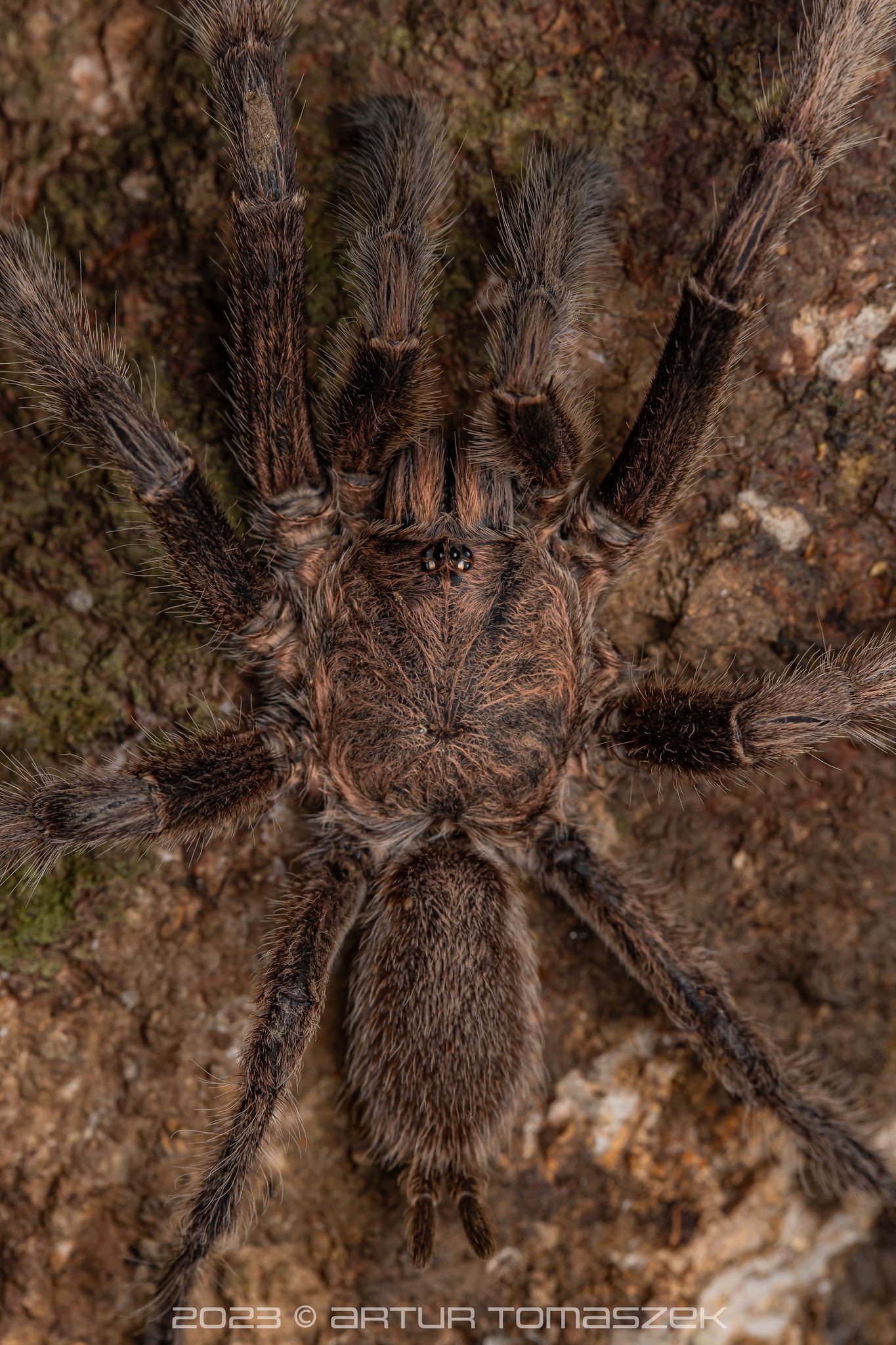 Chilobrachys sp. copy 2.jpg