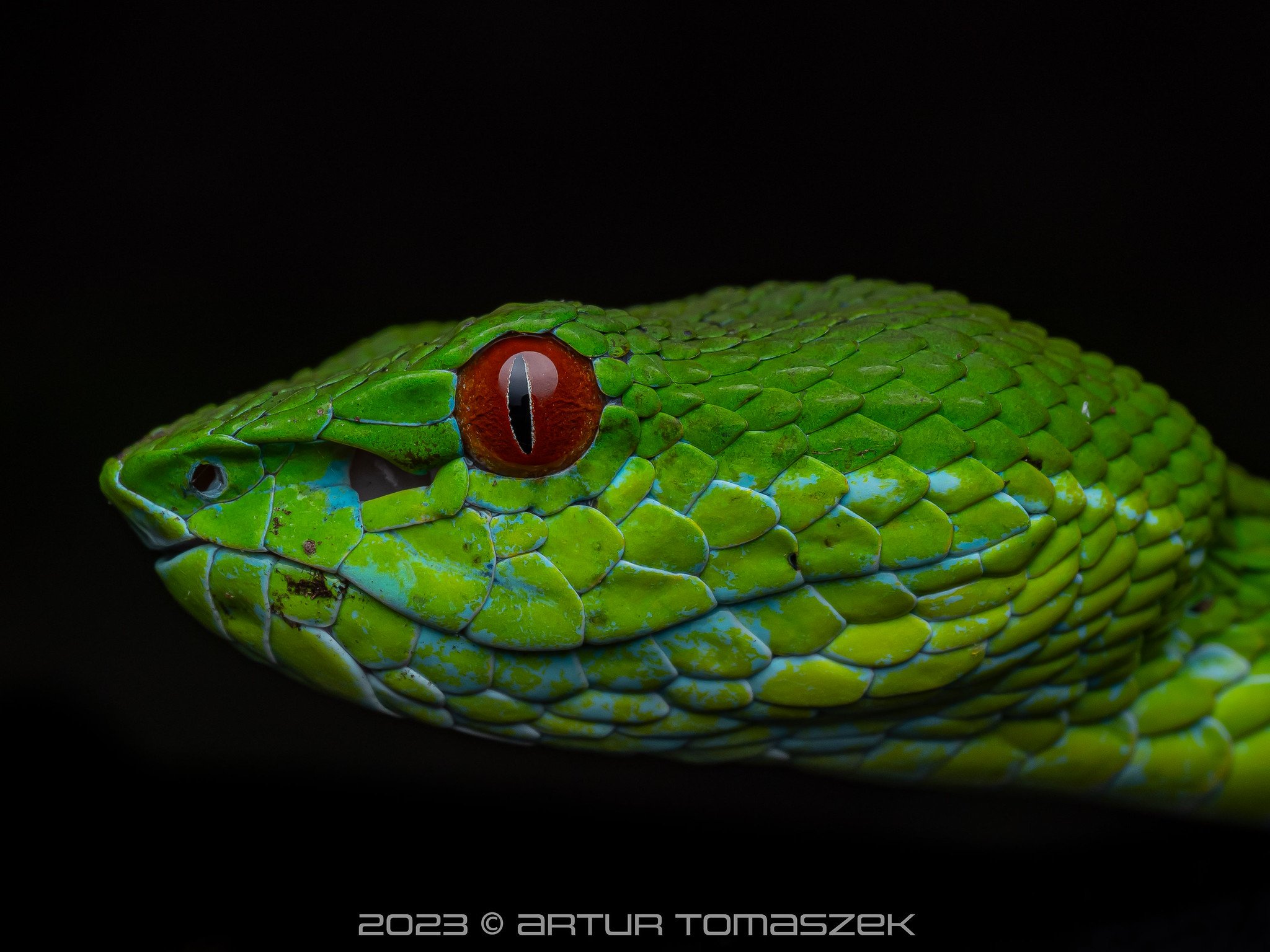 Trimeresurus stejnegeri olympus.jpg