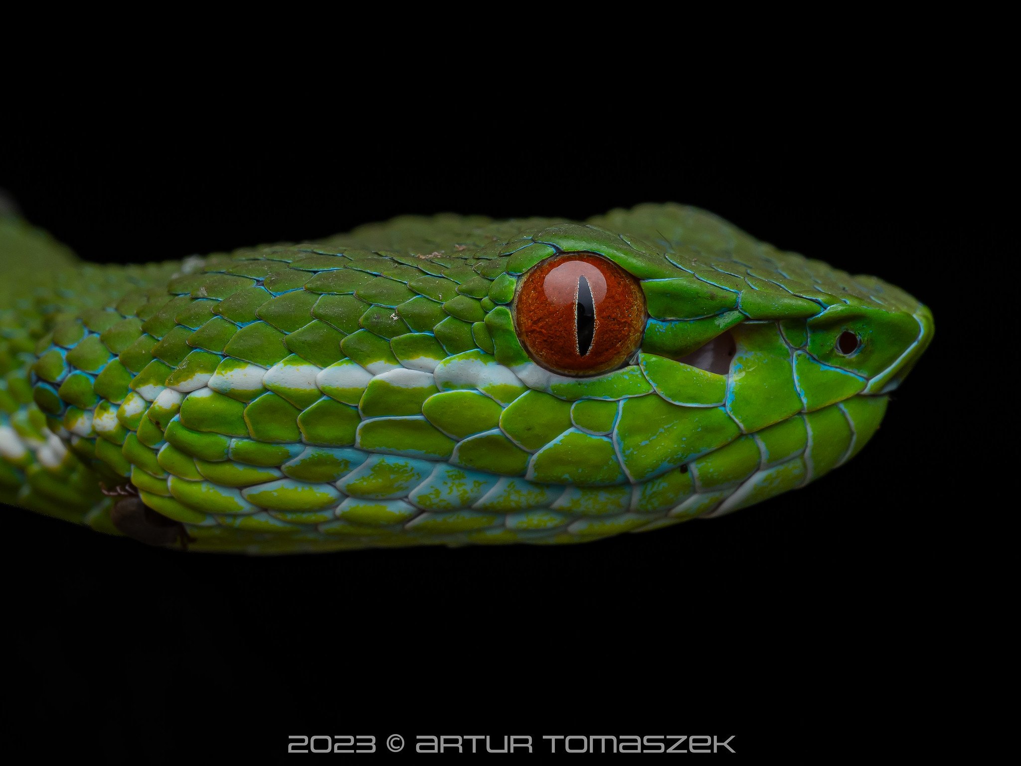 Trimeresurus stejnegeri olympus 1.jpg