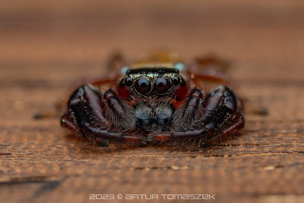 Thiania sp..jpg