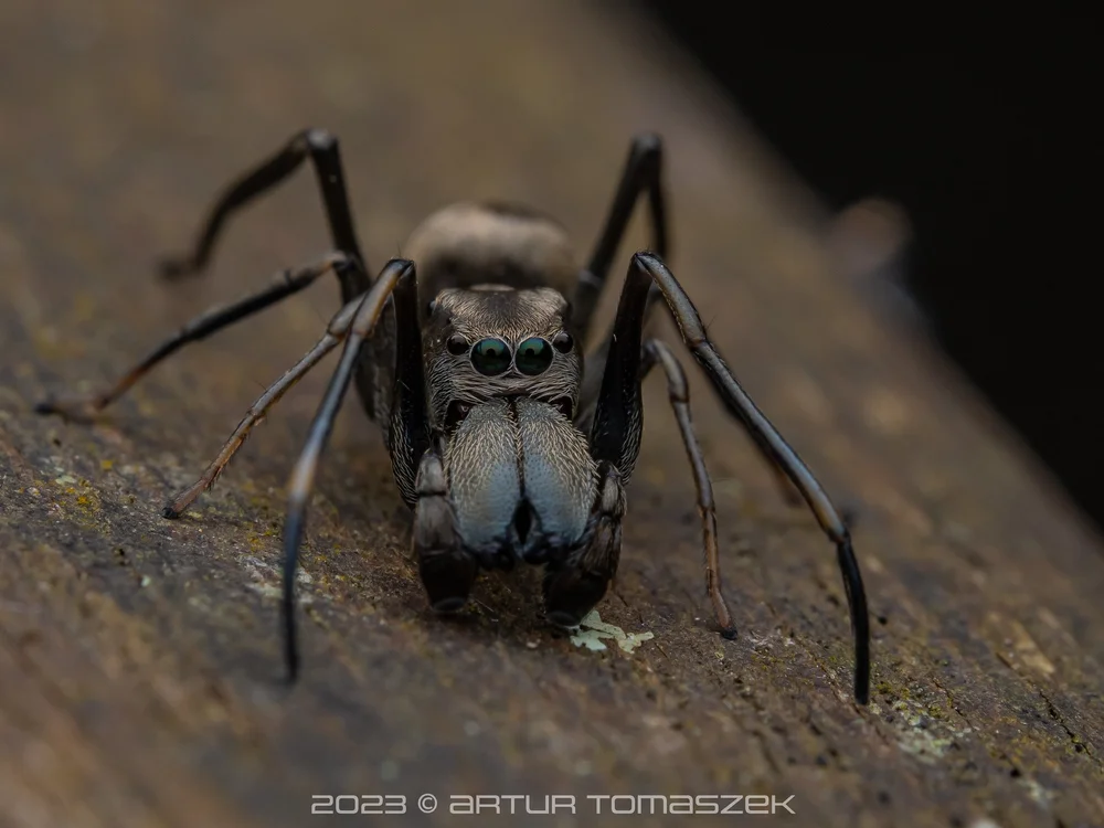 Toxeus sp..jpg