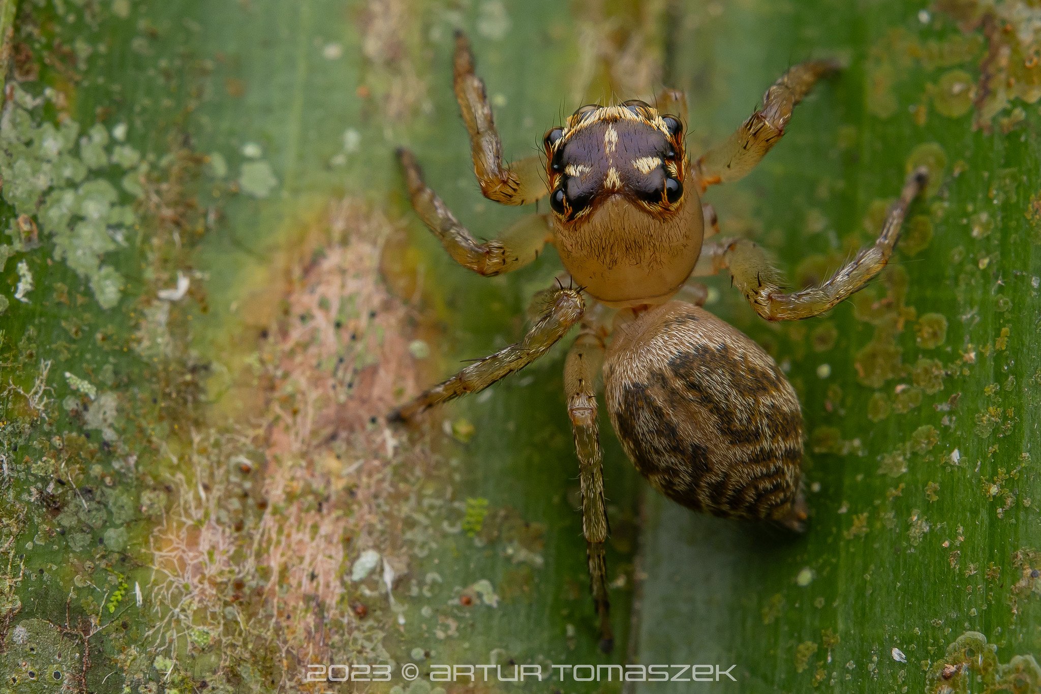 Colyttus striatus.jpg