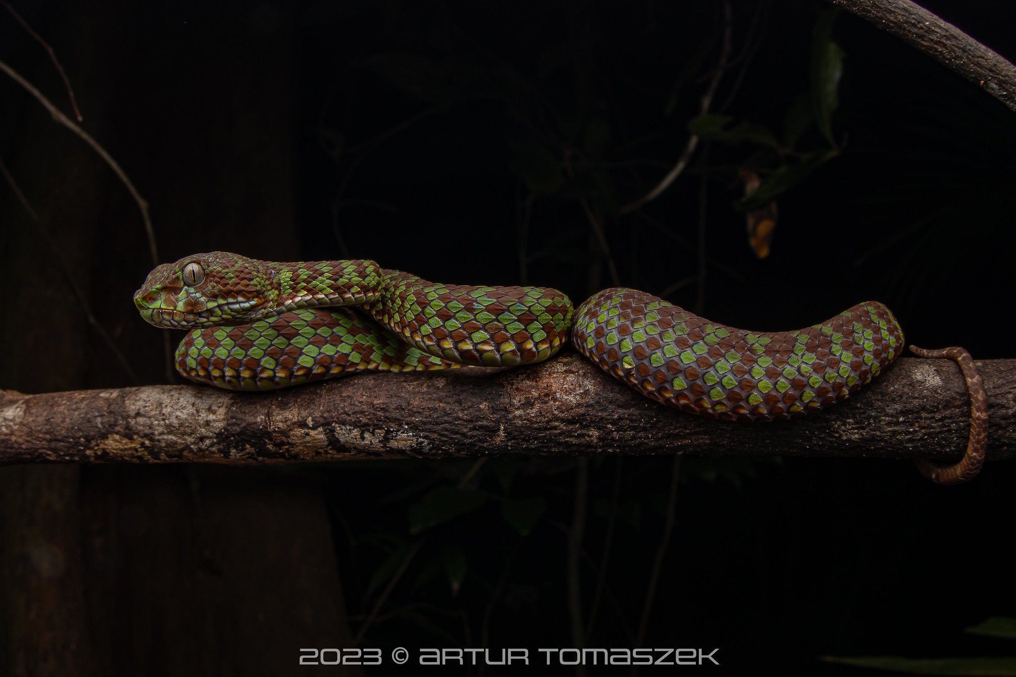 Trimeresurus venustus3.jpg