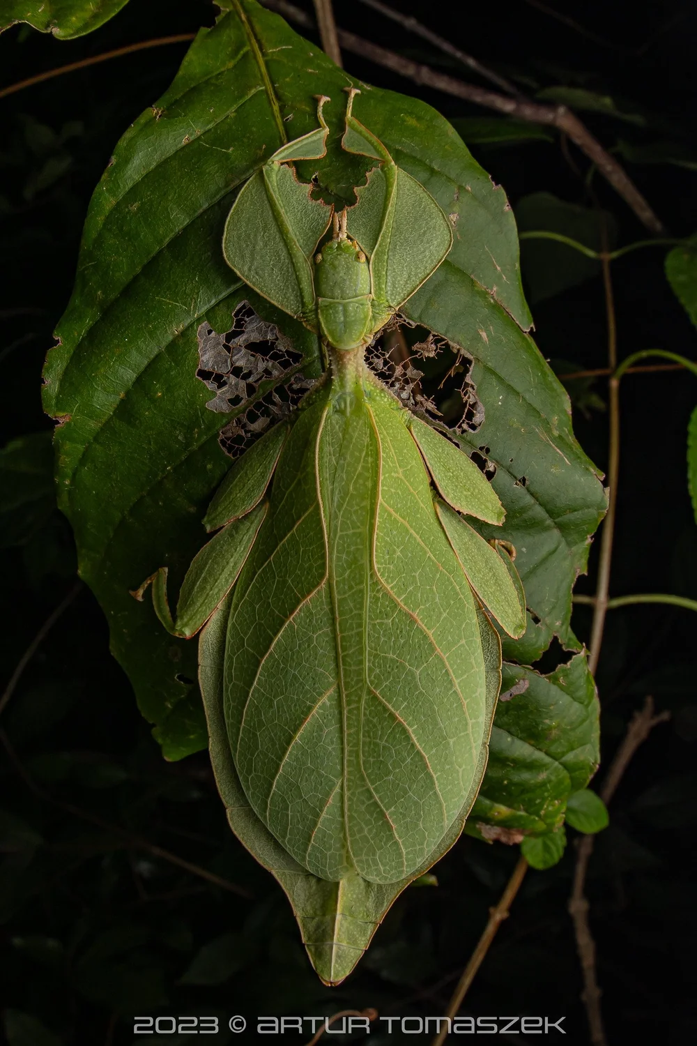 Cryptophyllium sp..jpg