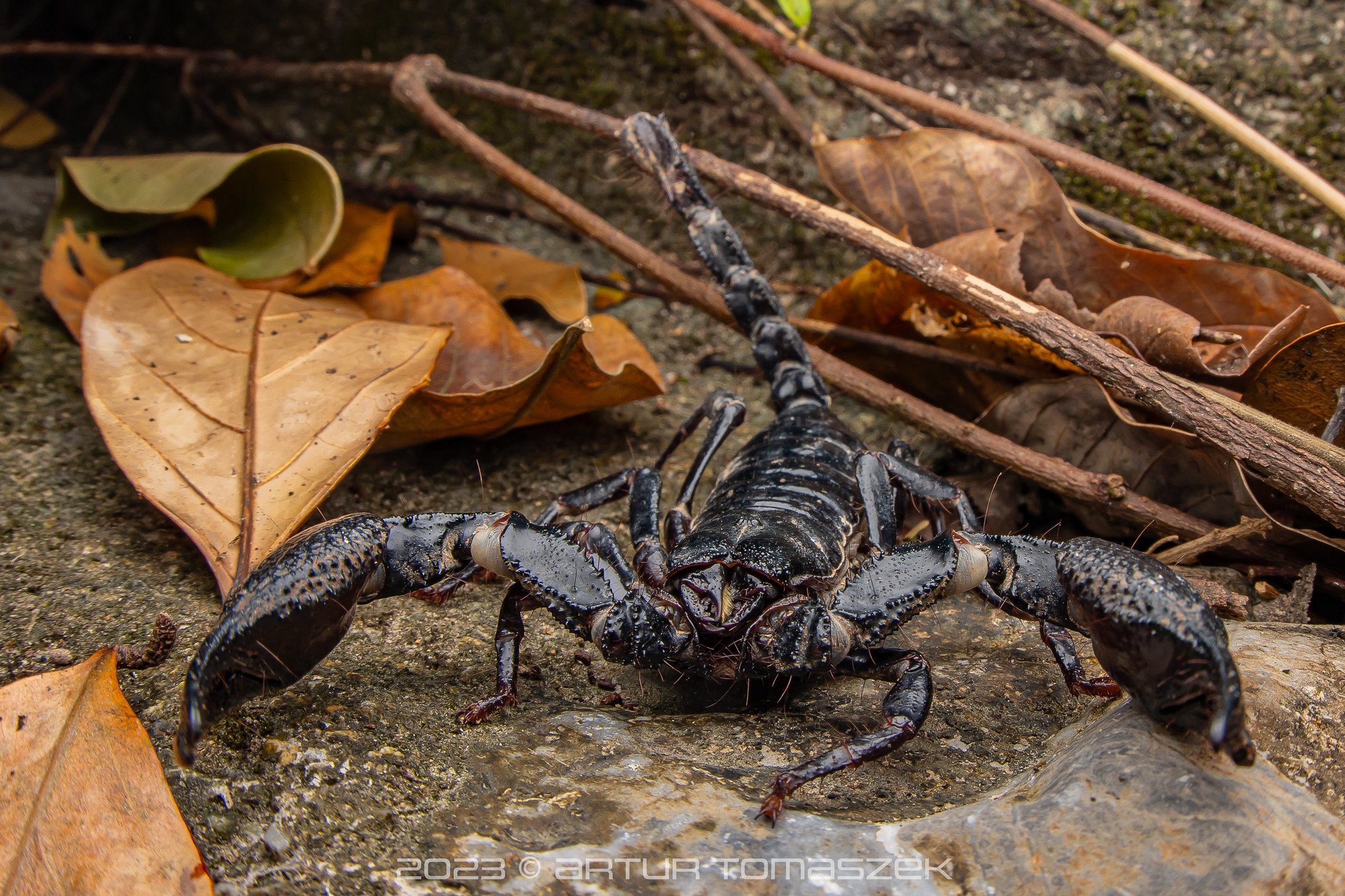 Heterometrus laevigatus.jpg