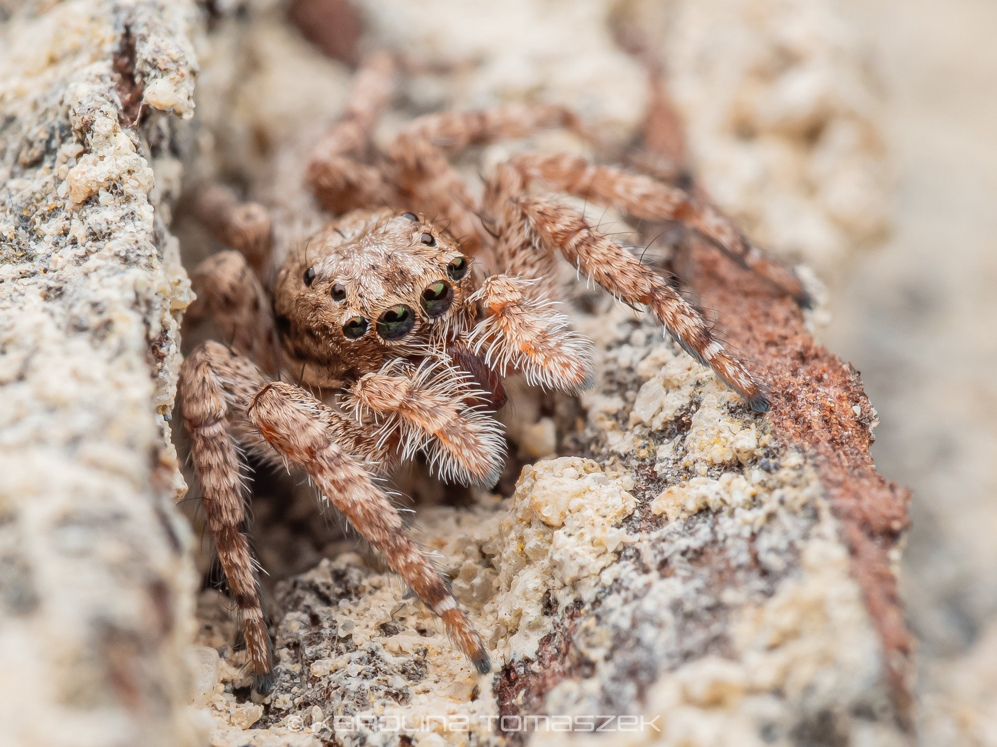 Salticidae2.jpg