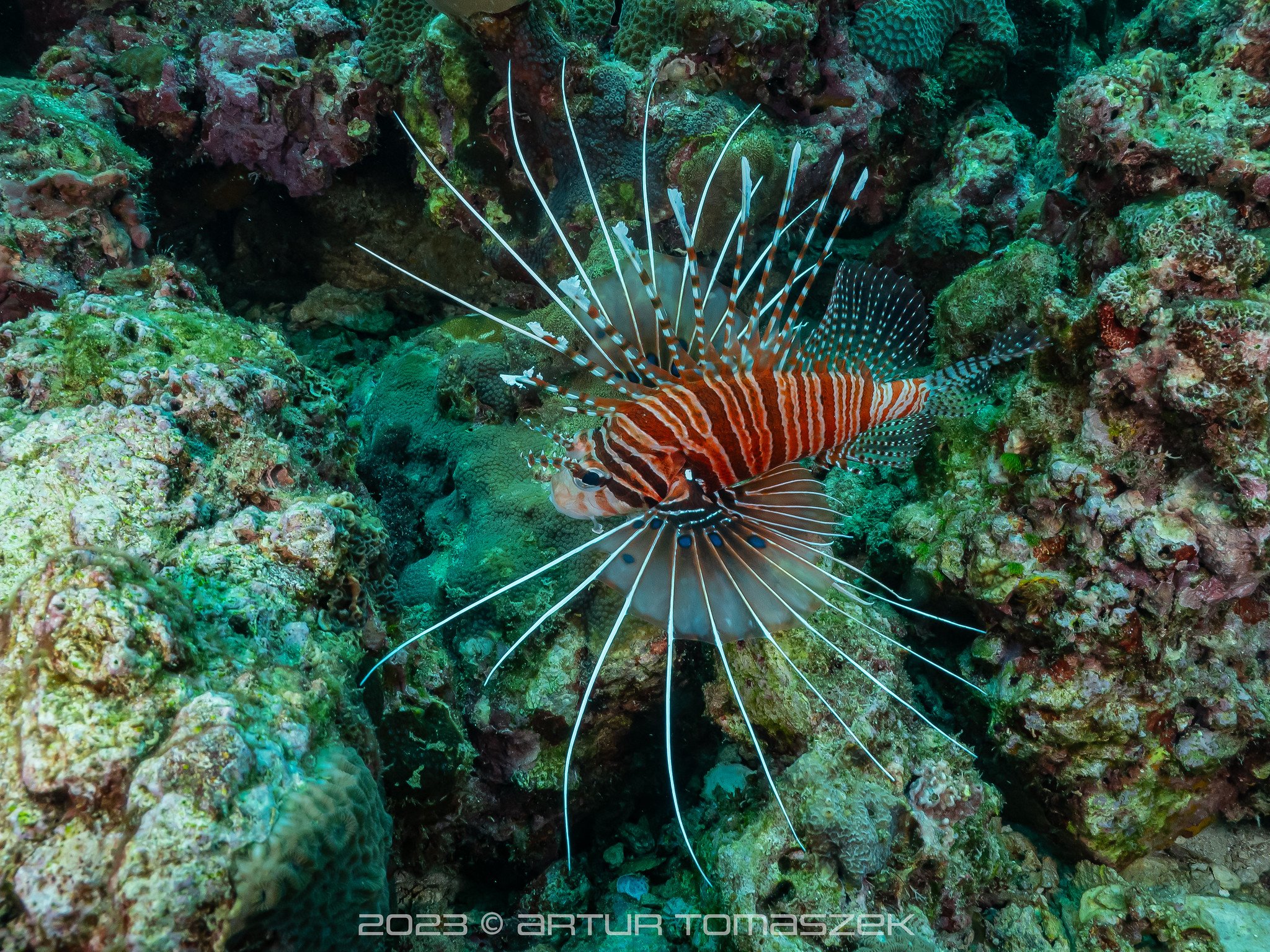 Pterois antennata.jpg