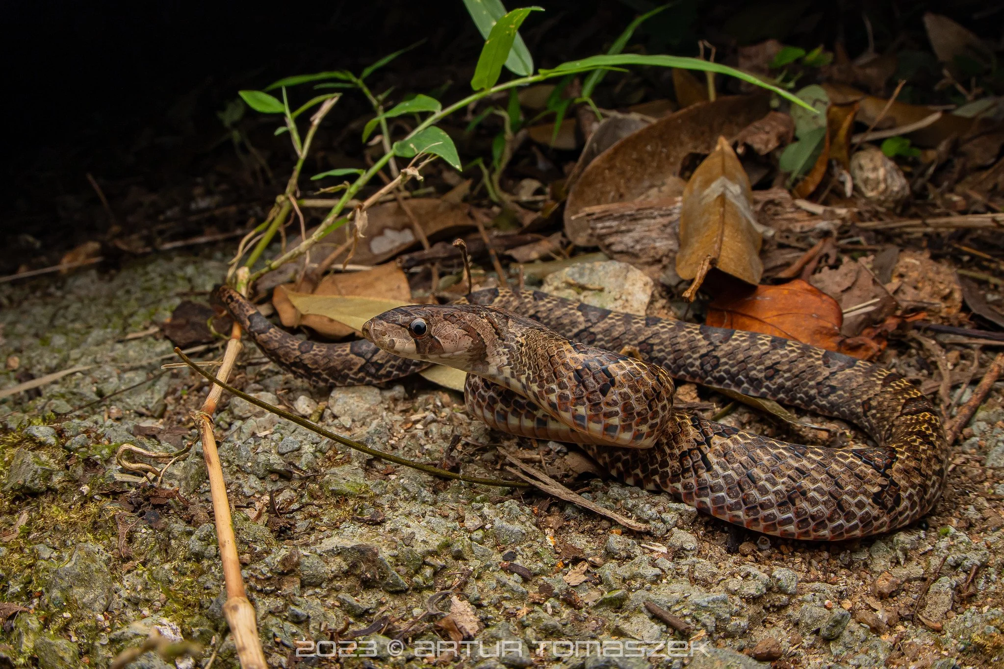 Oligodon purpurascens.jpg