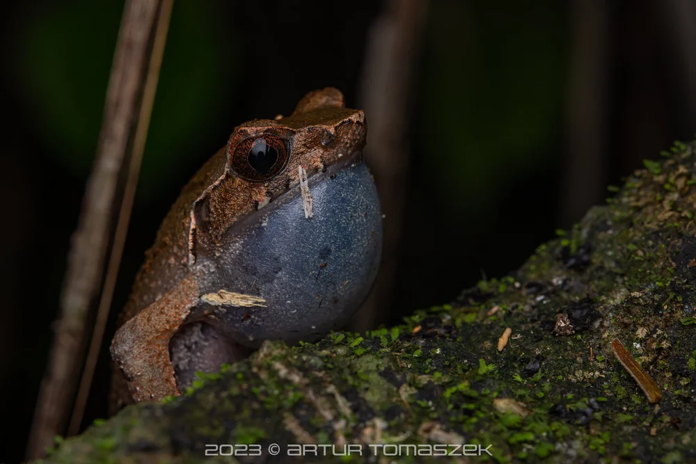 Xenophrys sp..jpg