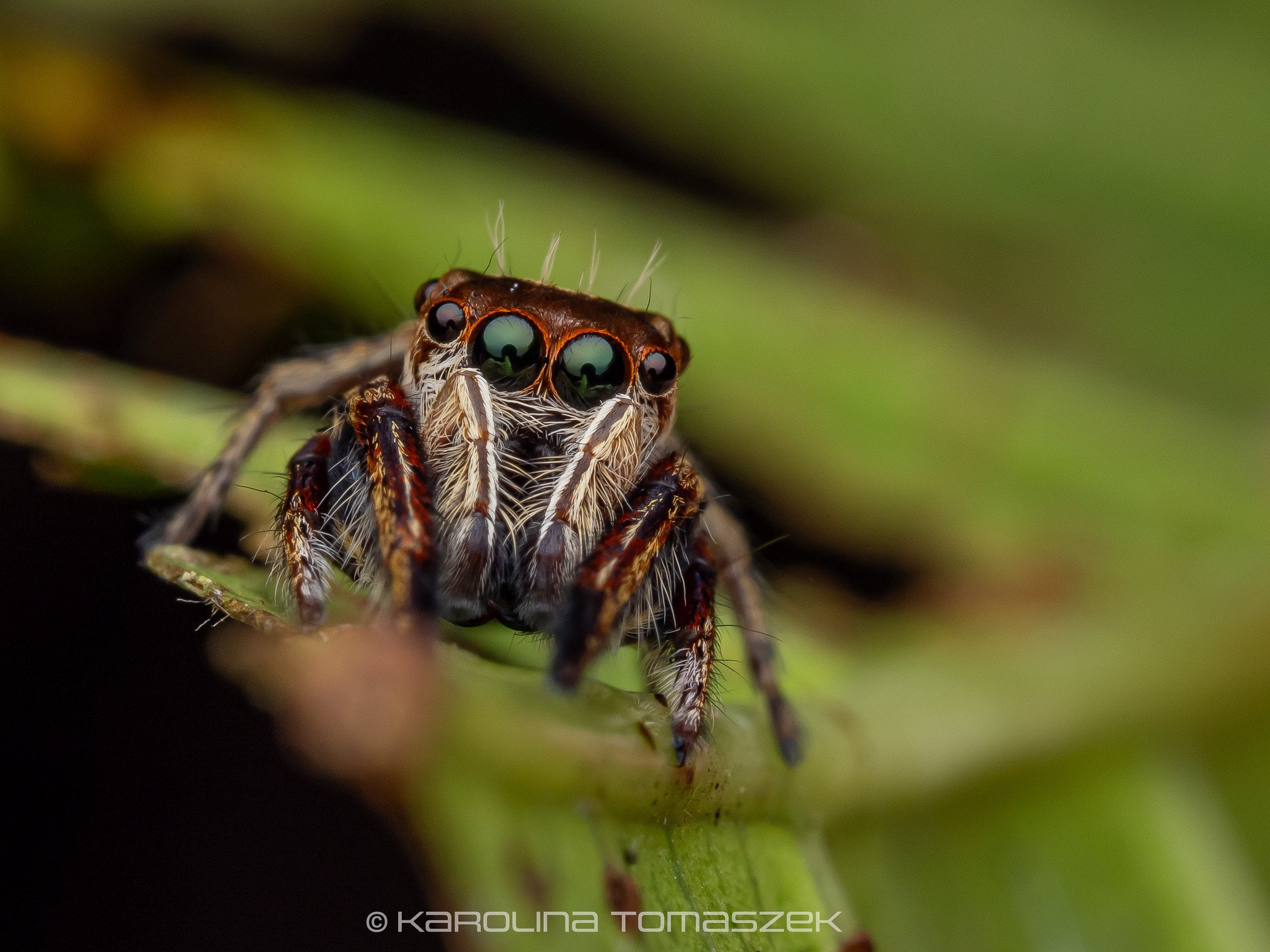 Salticidae1.jpg