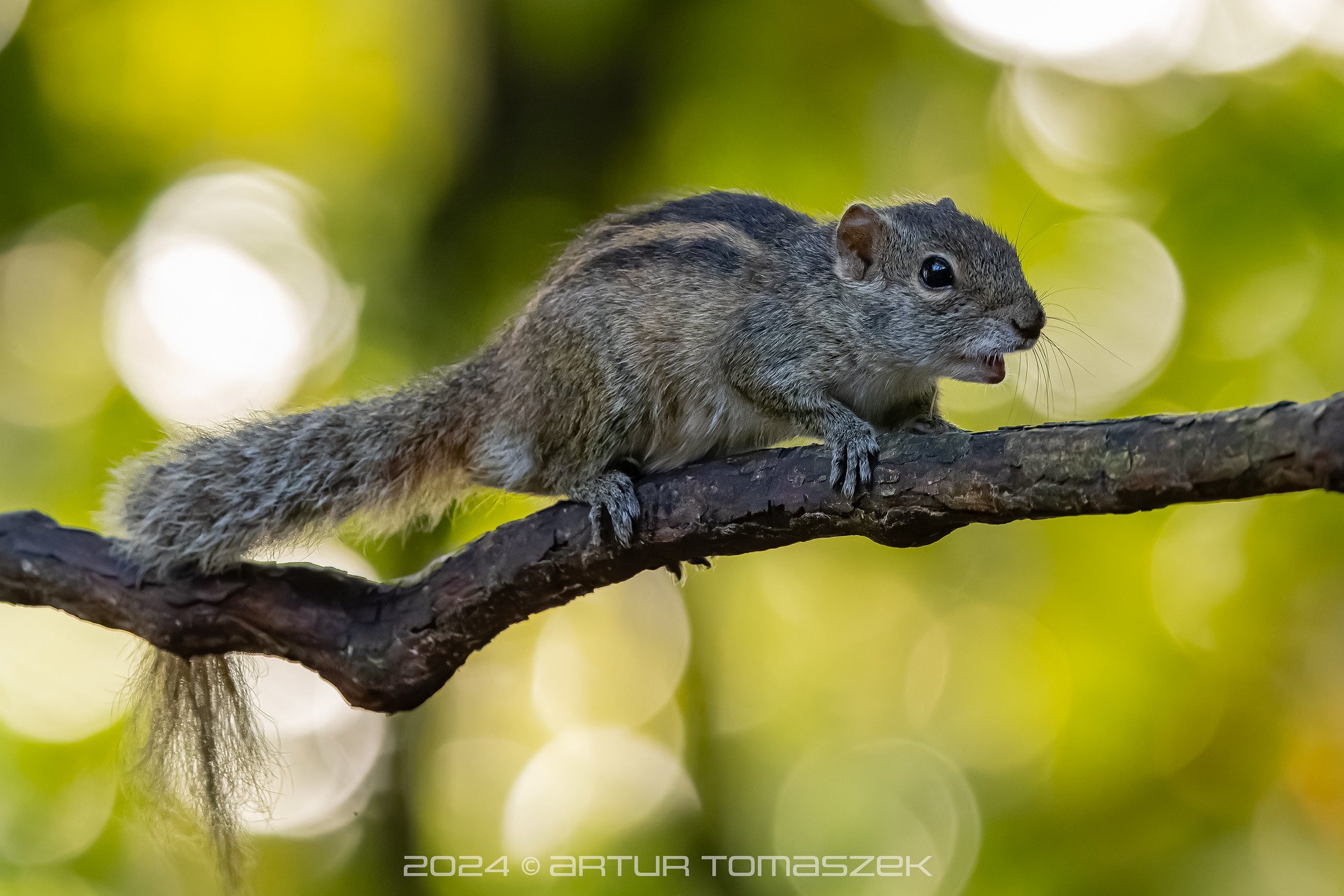 Funambulus palmarum.jpg