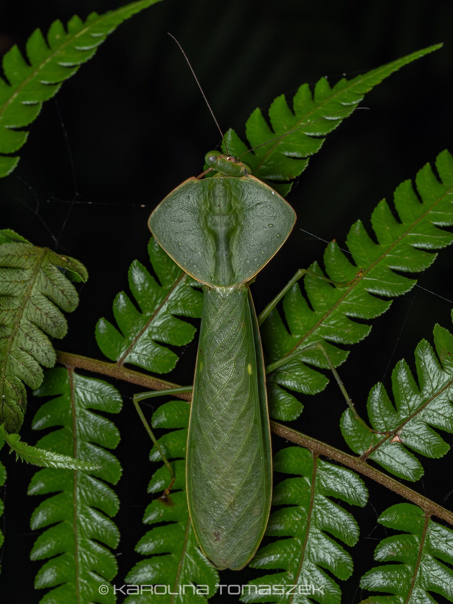 Asiadodis squilla1.jpg