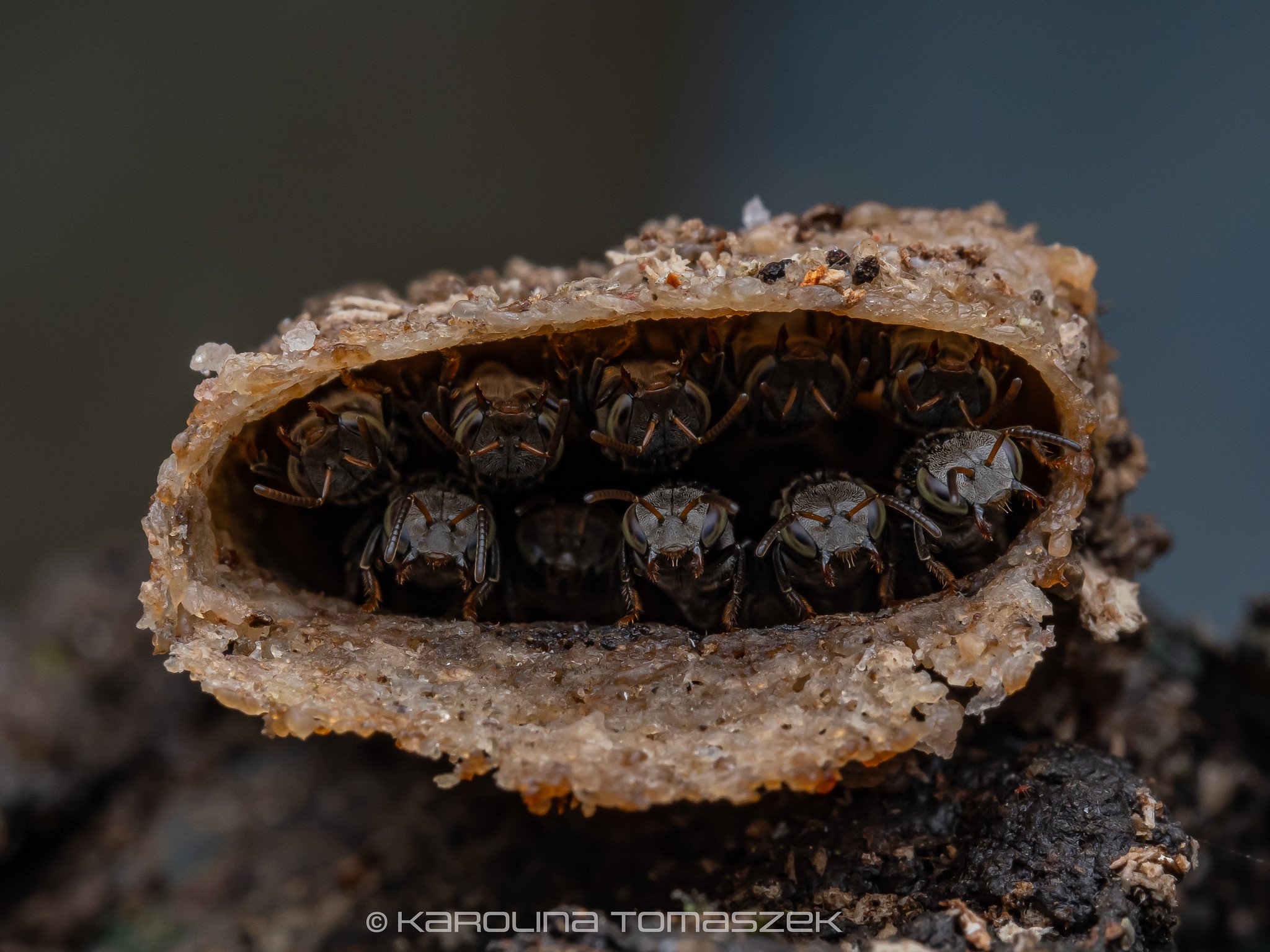 Tetragonula praeterita.jpg