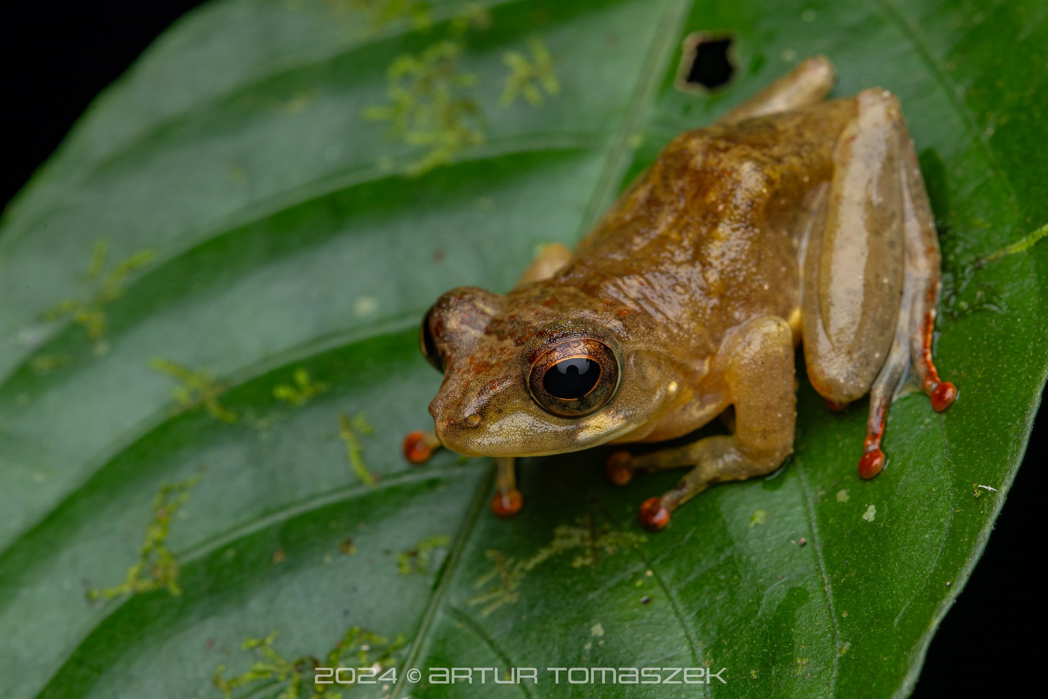 Pseudophilautus procax.jpg