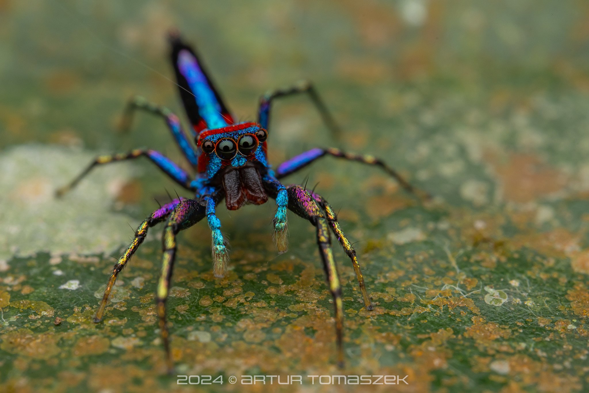 Chrysilla lauta1.jpg