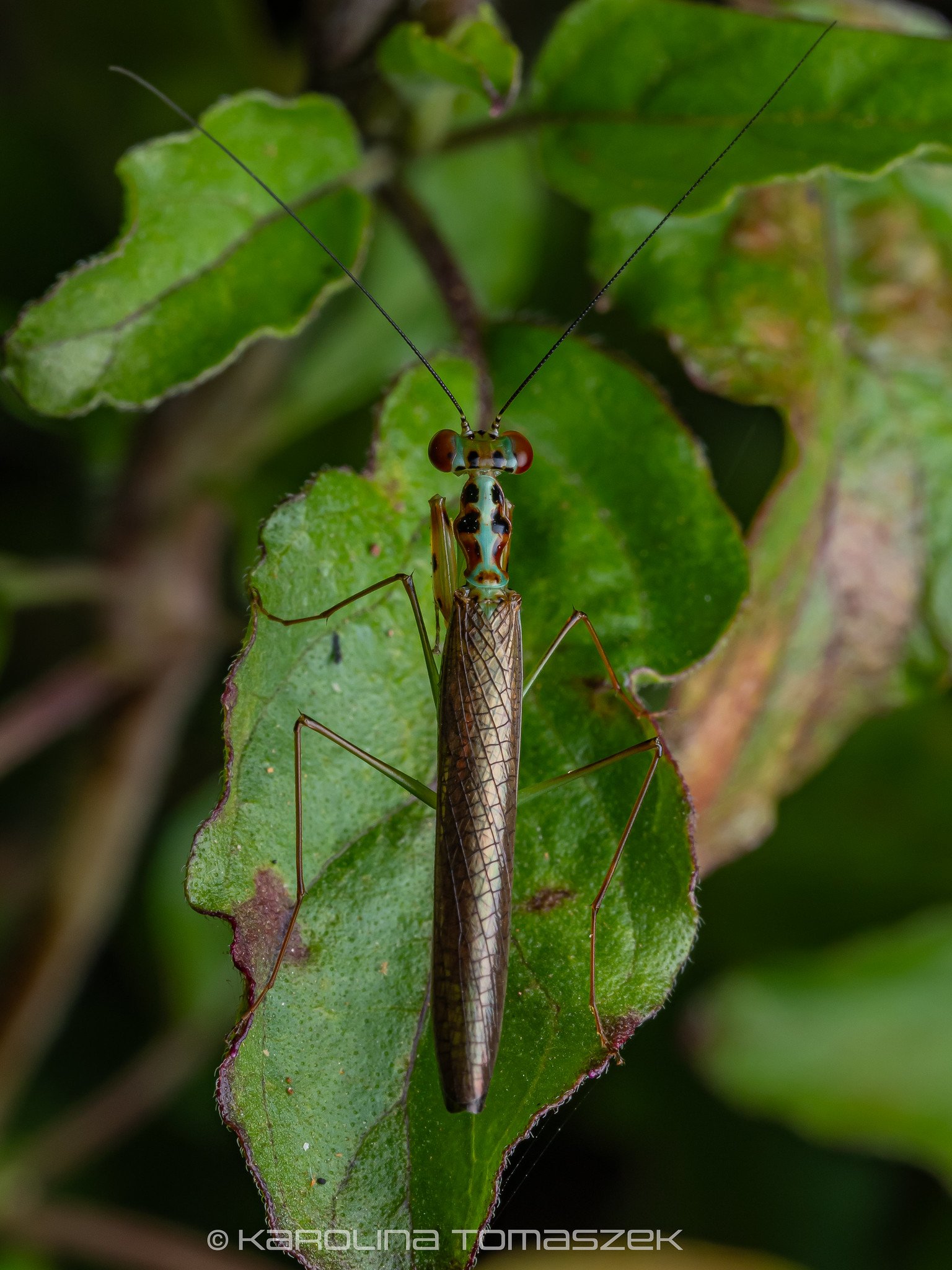 Hapalopezella maculata.jpg