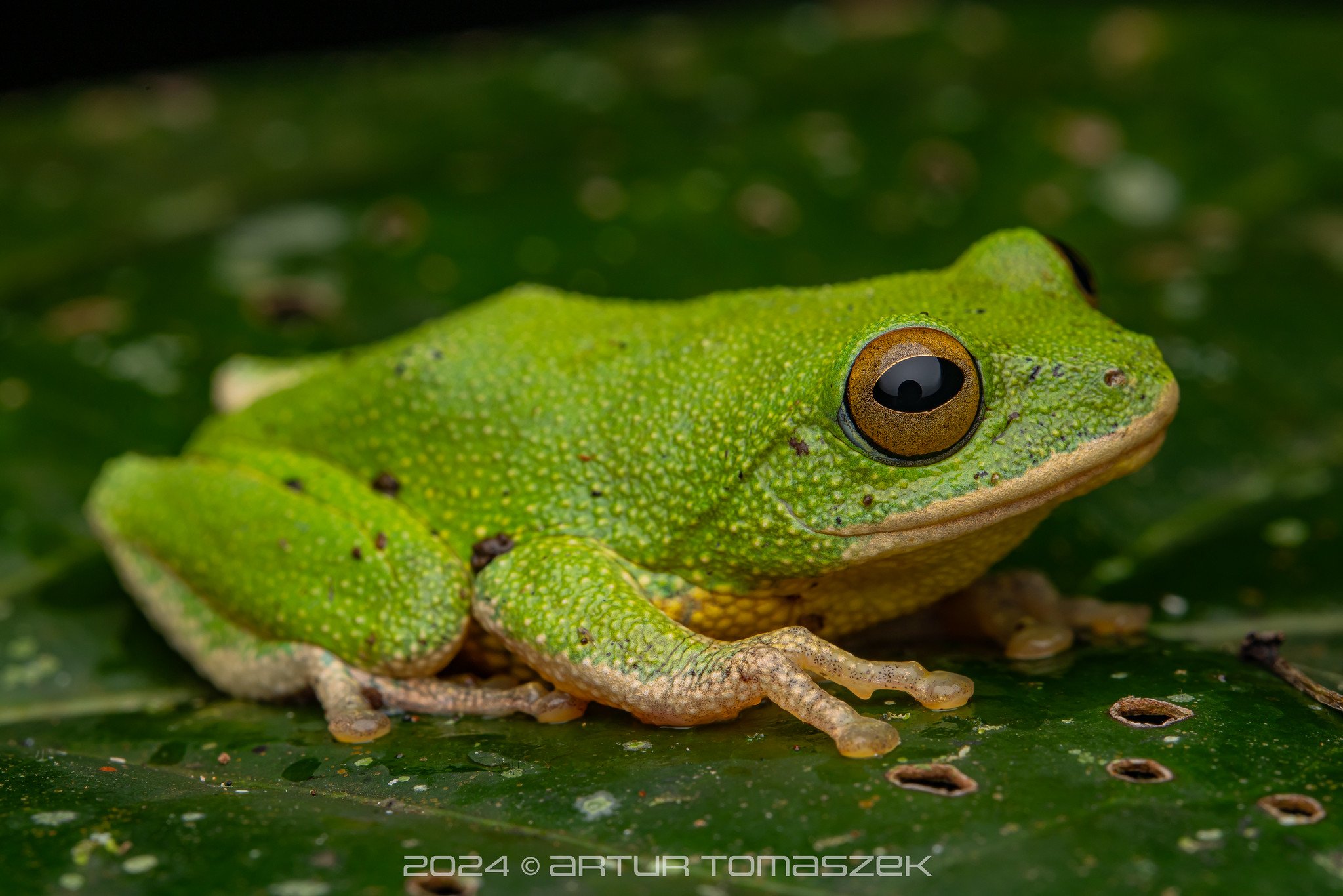 Pseudophilautus ocularis copy.jpg