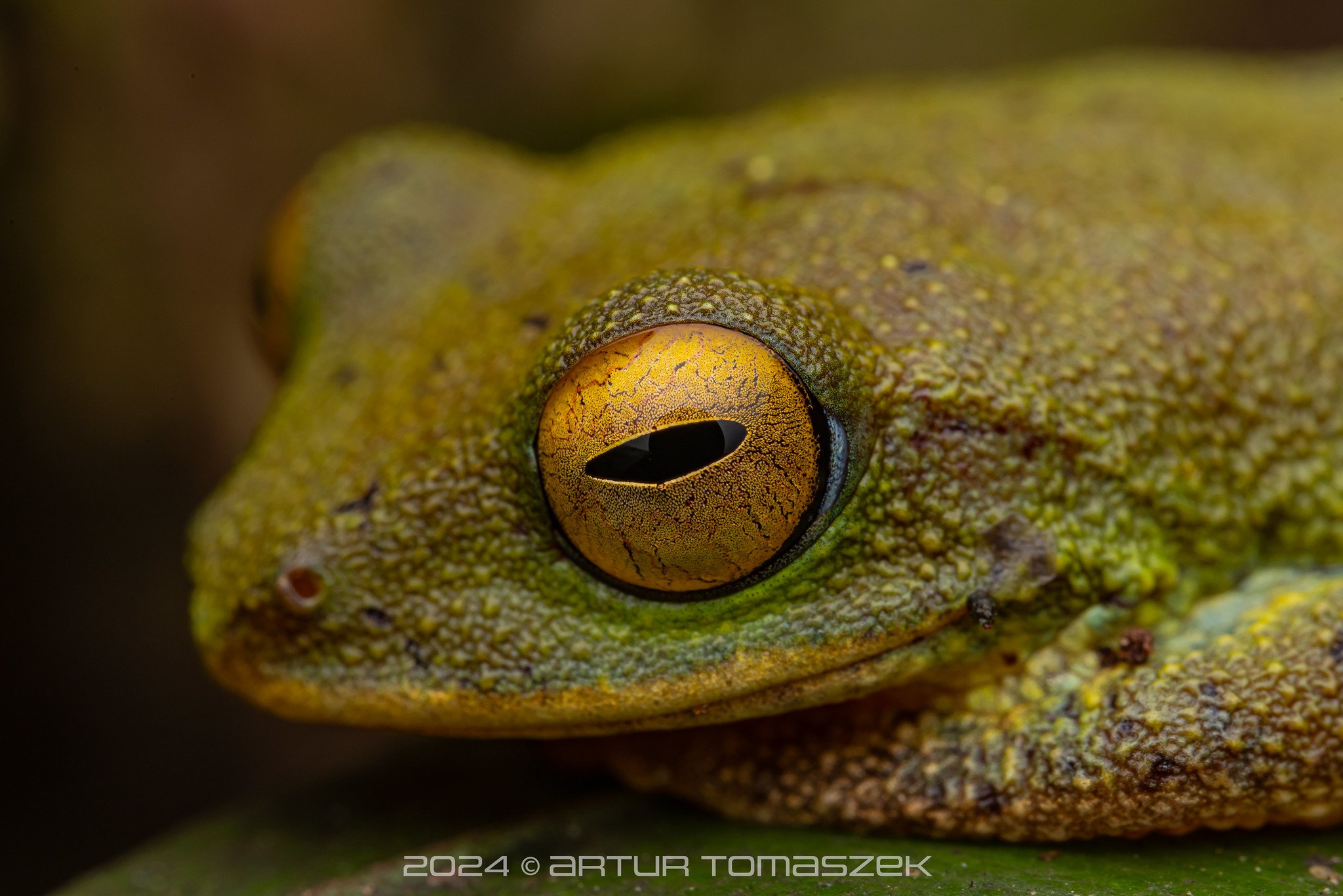 Pseudophilautus ocularis copy 2.jpg