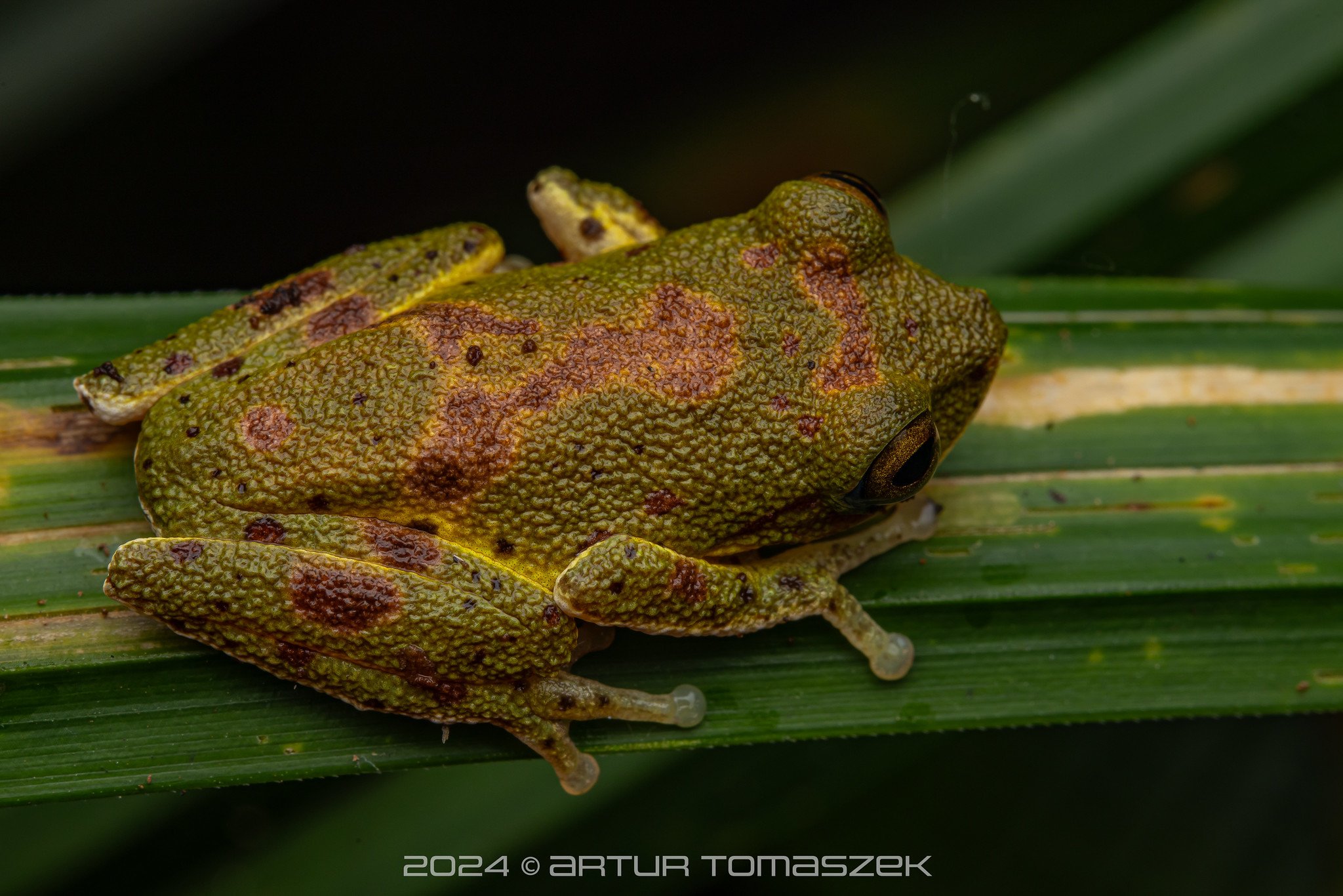 Pseudophilautus poppiae copy.jpg