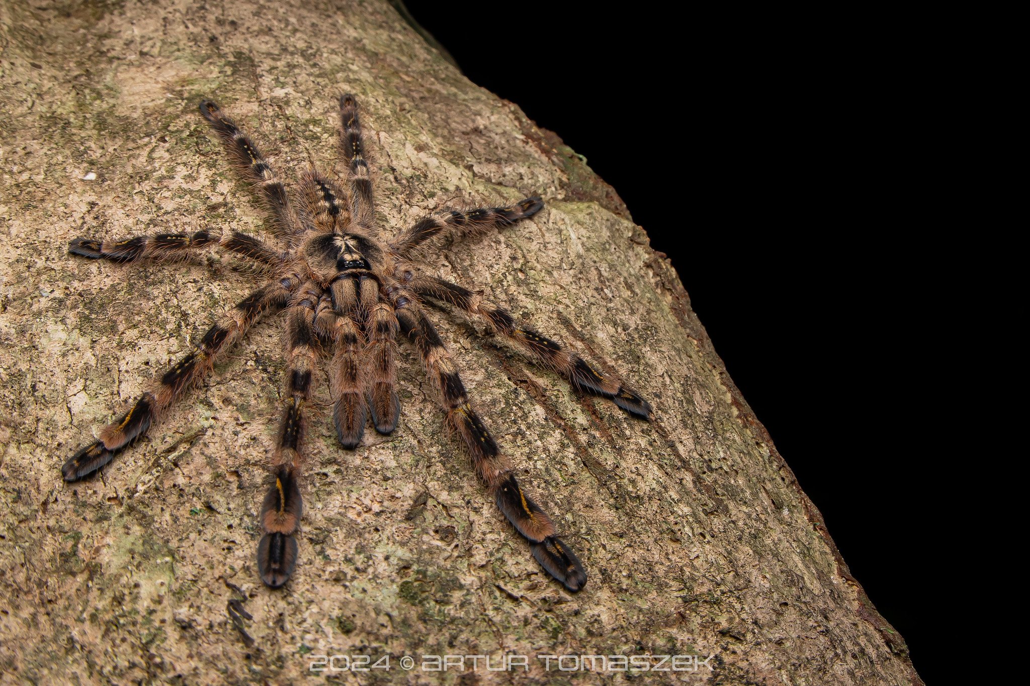 Poecilotheria subfusca copy.jpg