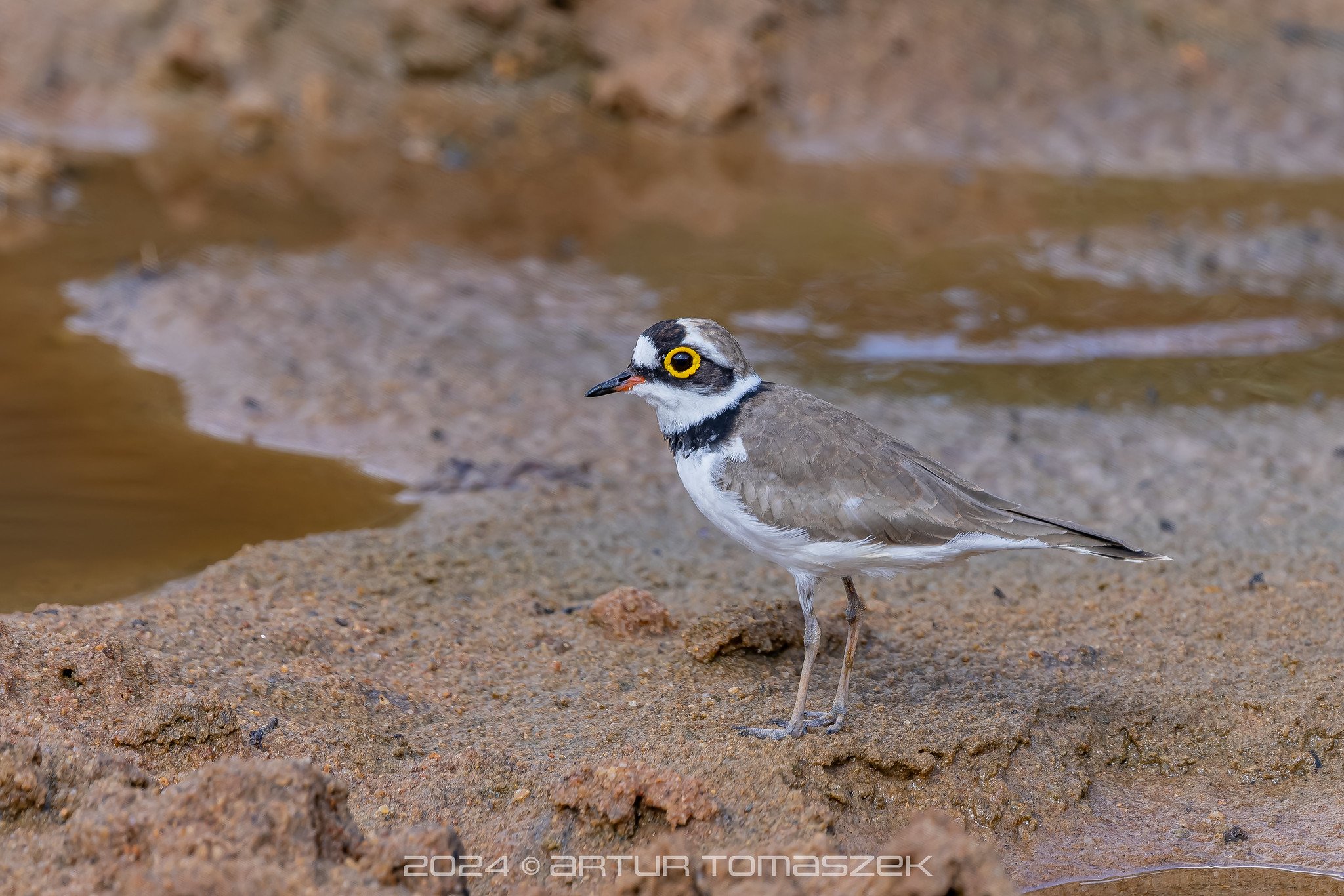 Charadrius dubius.jpg