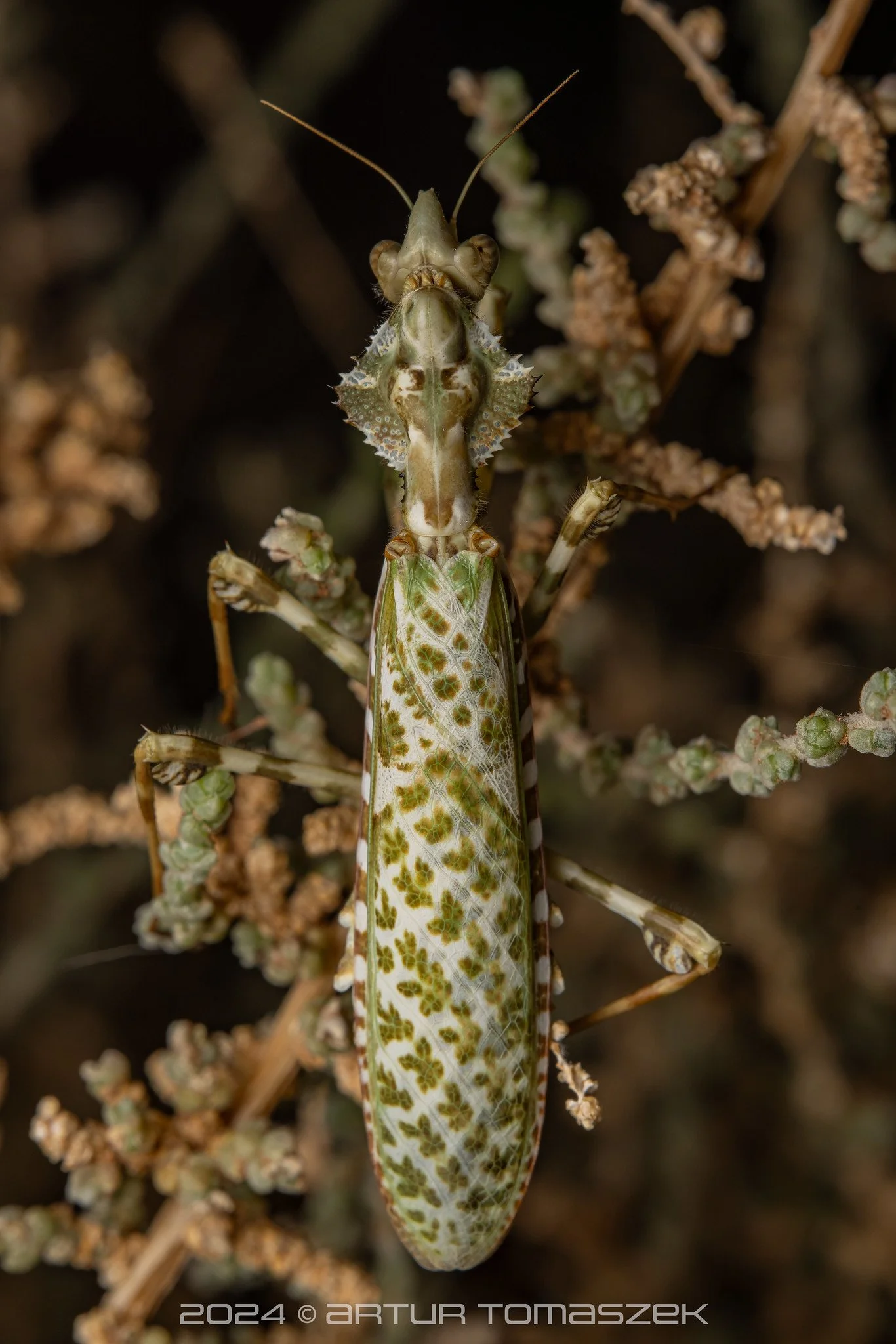 Blepharopsis mendica.jpg