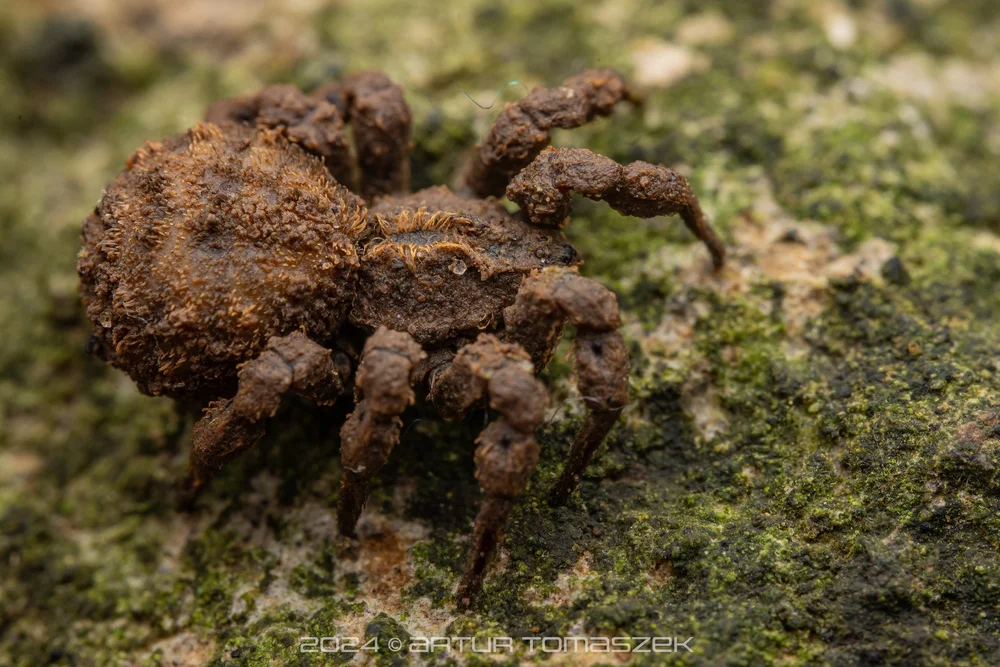 Cryptothele sp..jpg