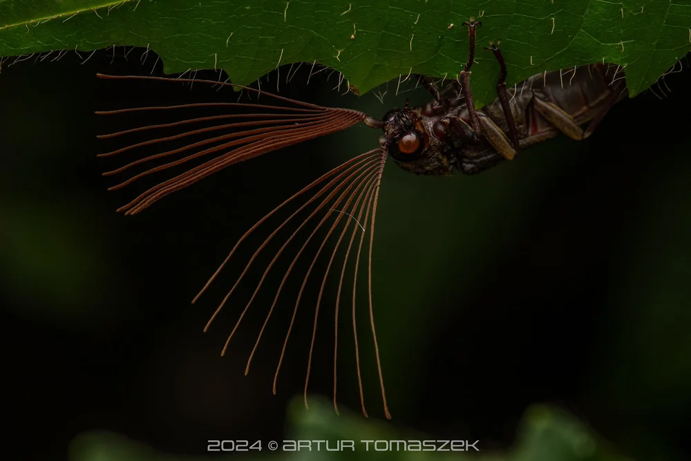 Callirhipis sp..jpg
