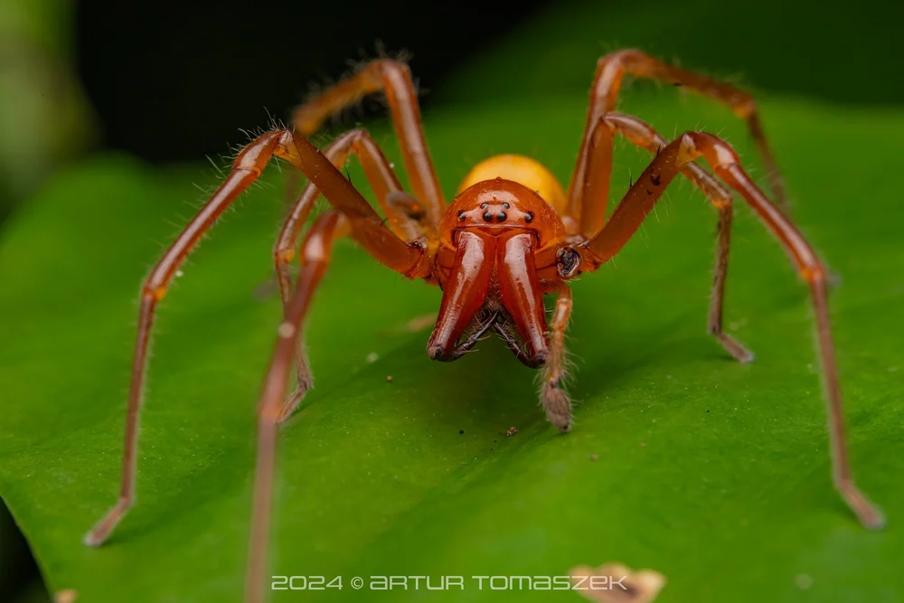 Cheiracanthium sp..jpg