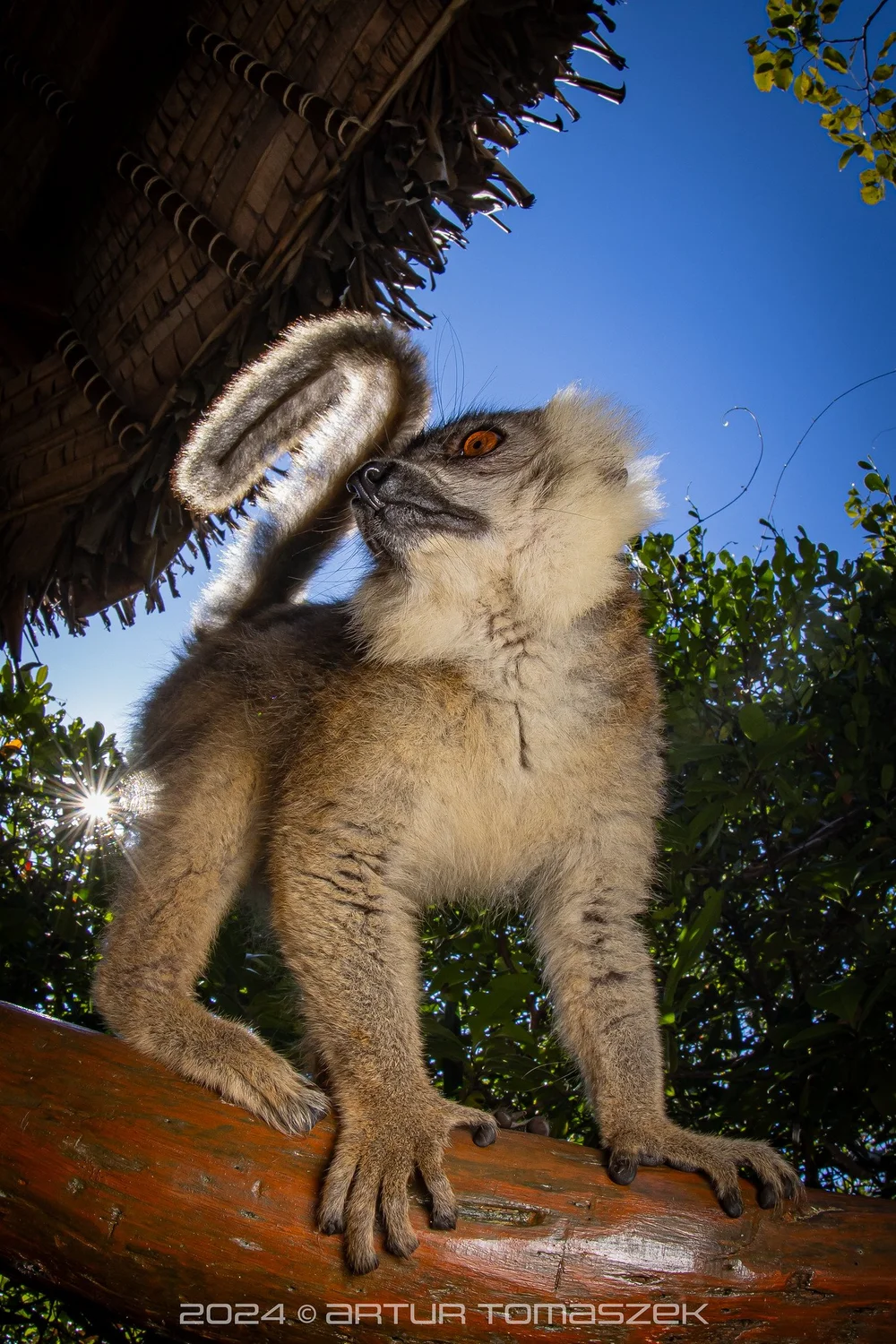 Eulemur sp..jpg