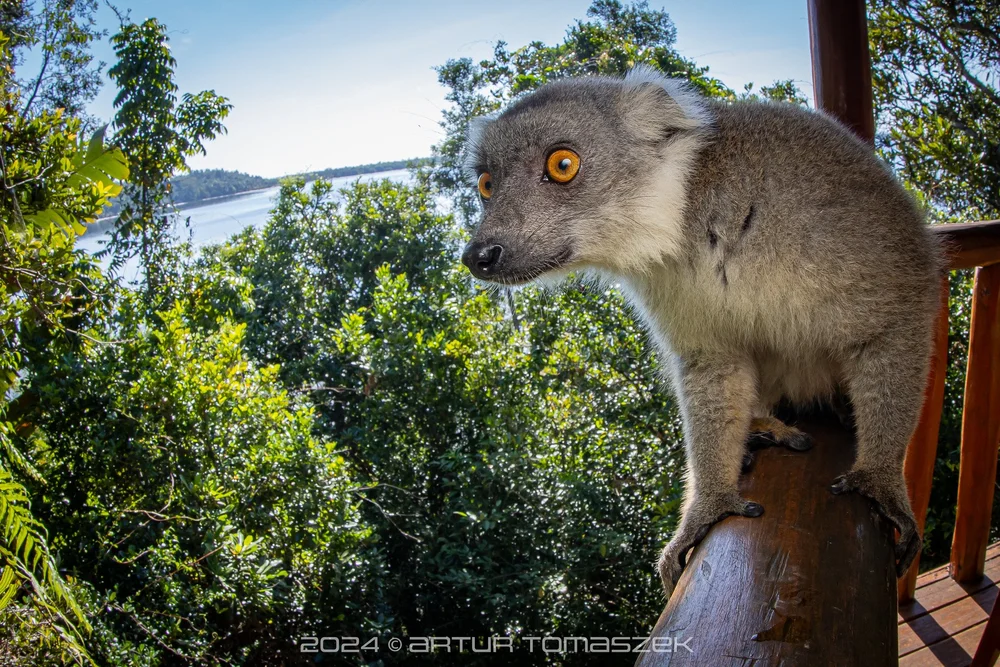 Eulemur sp..jpg