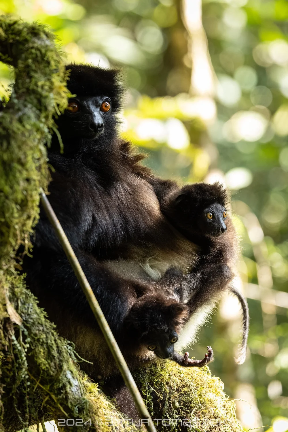 Propithecus edwardsi.jpg