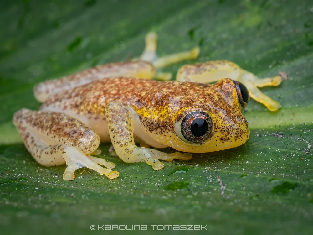 Heterixalus sp..jpg