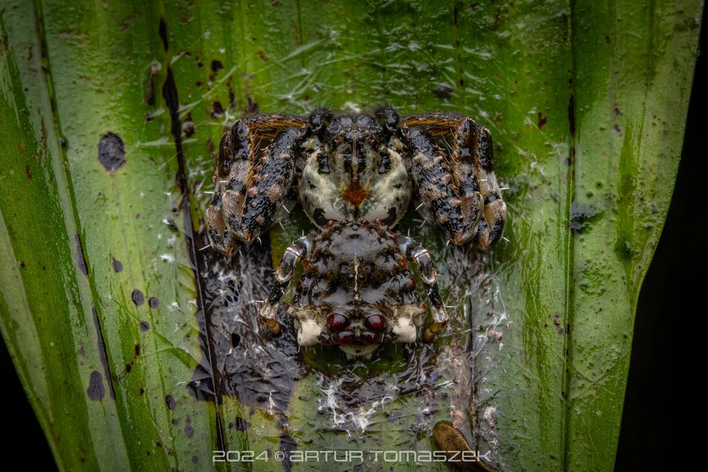 Phrynarachne sp.