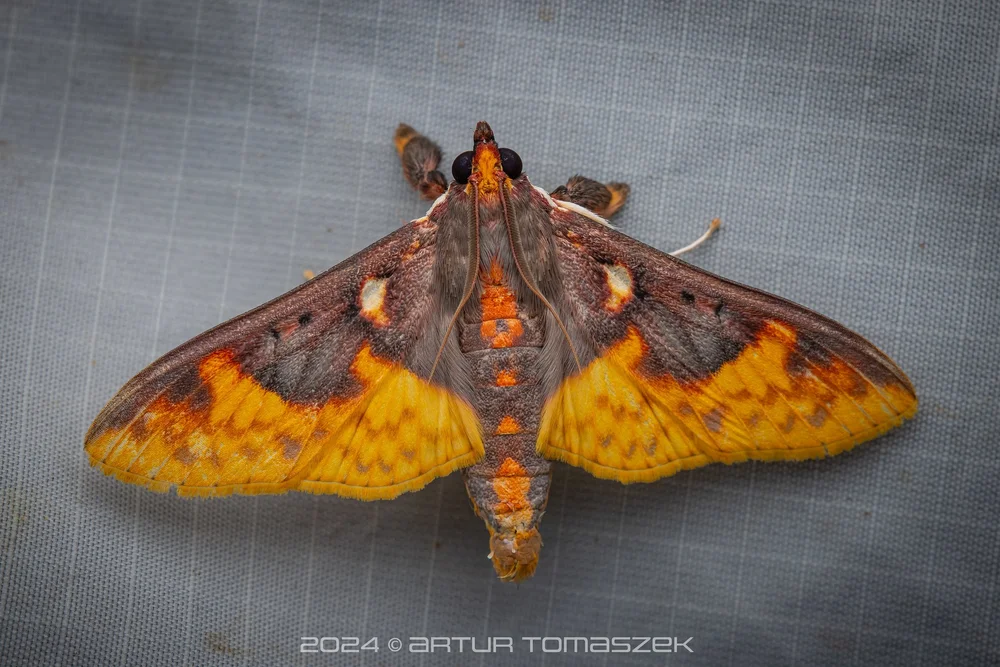 Pachynoa sp.