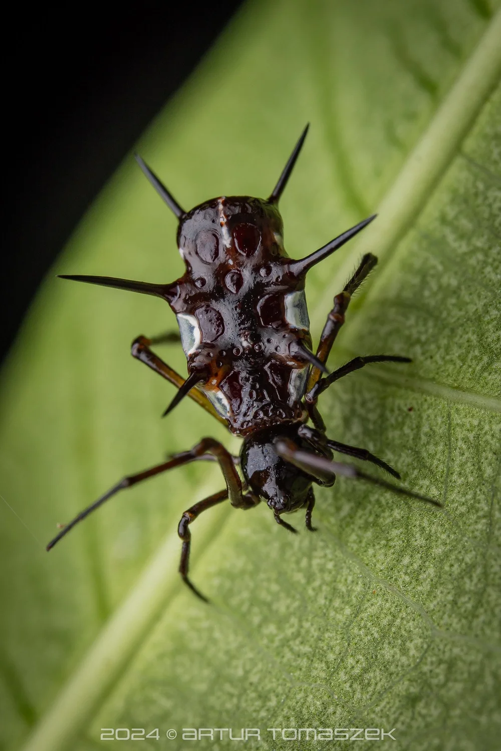 Phoroncidia sp.