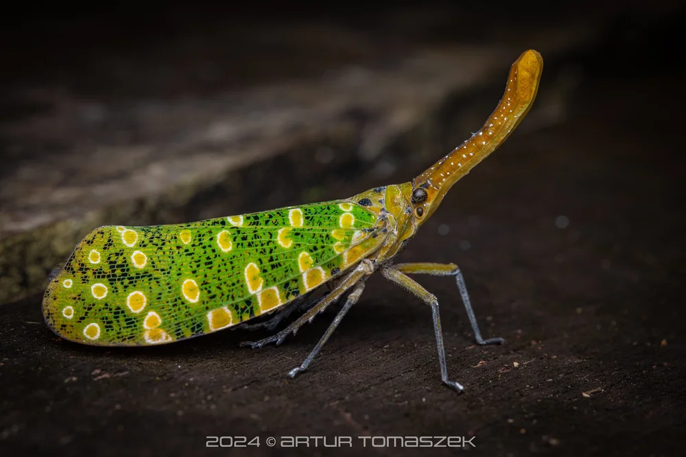 Pyrops sidereus