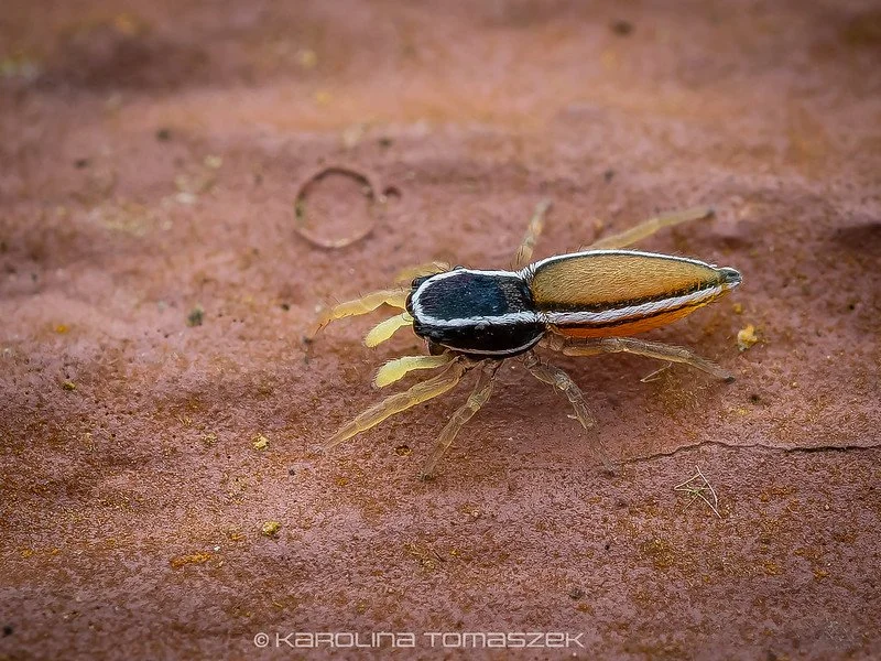 Dendroicius sp.