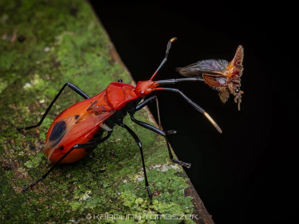 Dindymus sp.