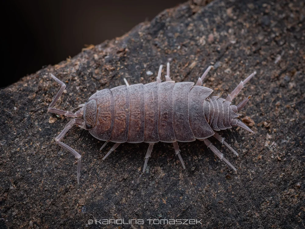 Porcellionides sp.