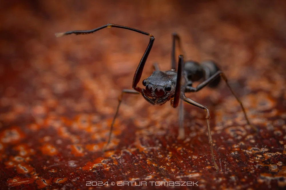 Agorius sp.