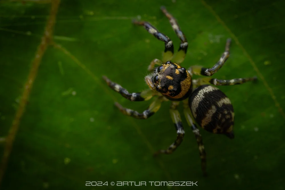 Colyttus sp.