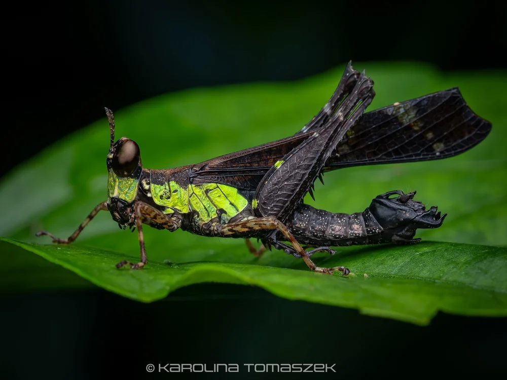 Erucius sp.