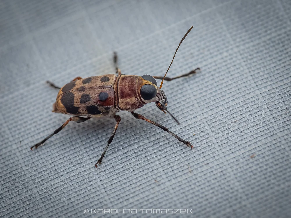 Mecocerina rhanis
