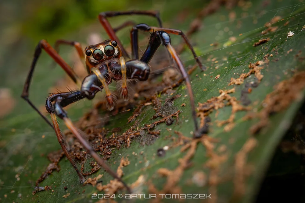 Parabathippus sp.