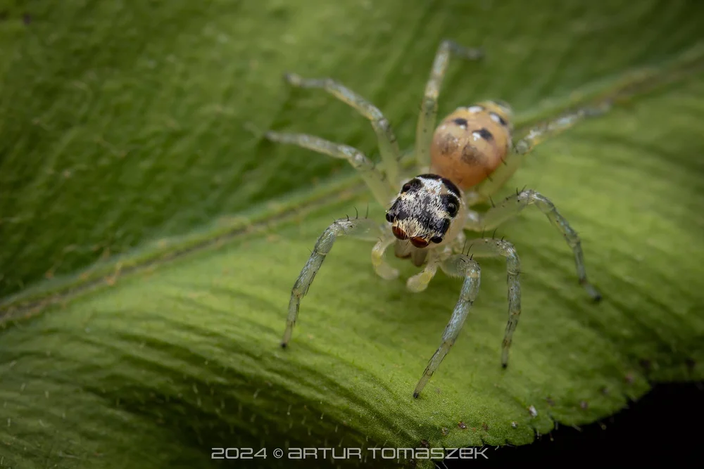 Phintella sp.