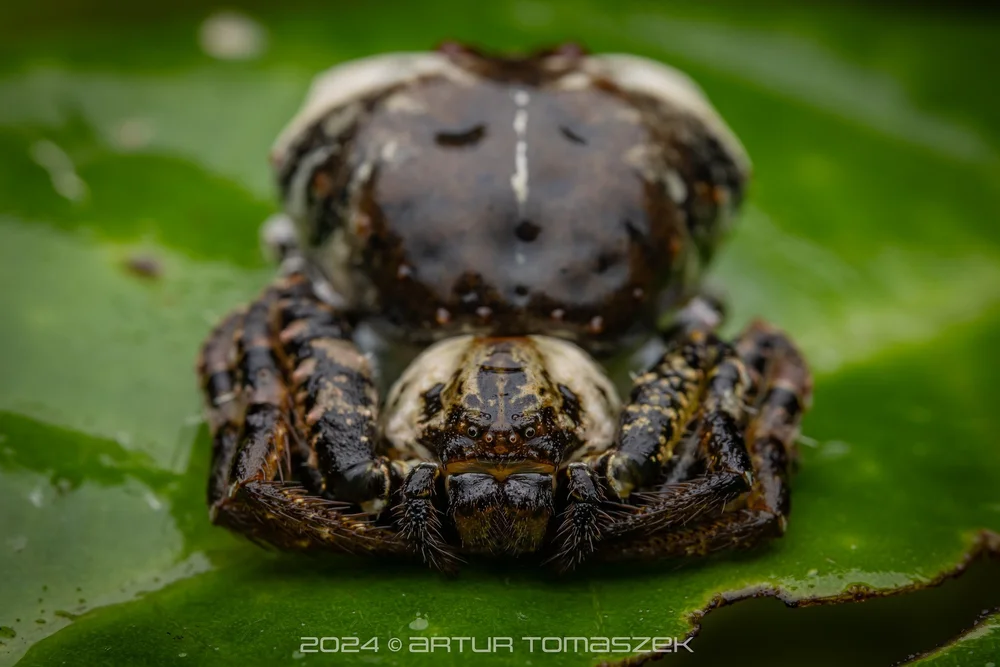 Phrynarachne sp.