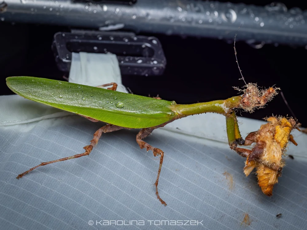 Psychomantis sp.