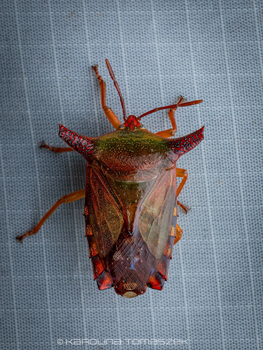 Pygoplatys sp.